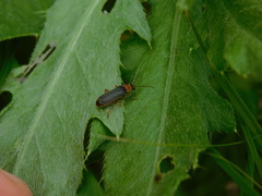 Cantharis lateralis