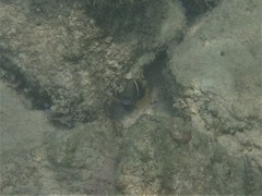 Chrysiptera biocellata