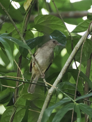 Pycnonotus plumosus observed 2024-08-19