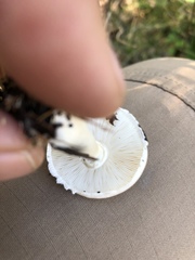 Amanita verna