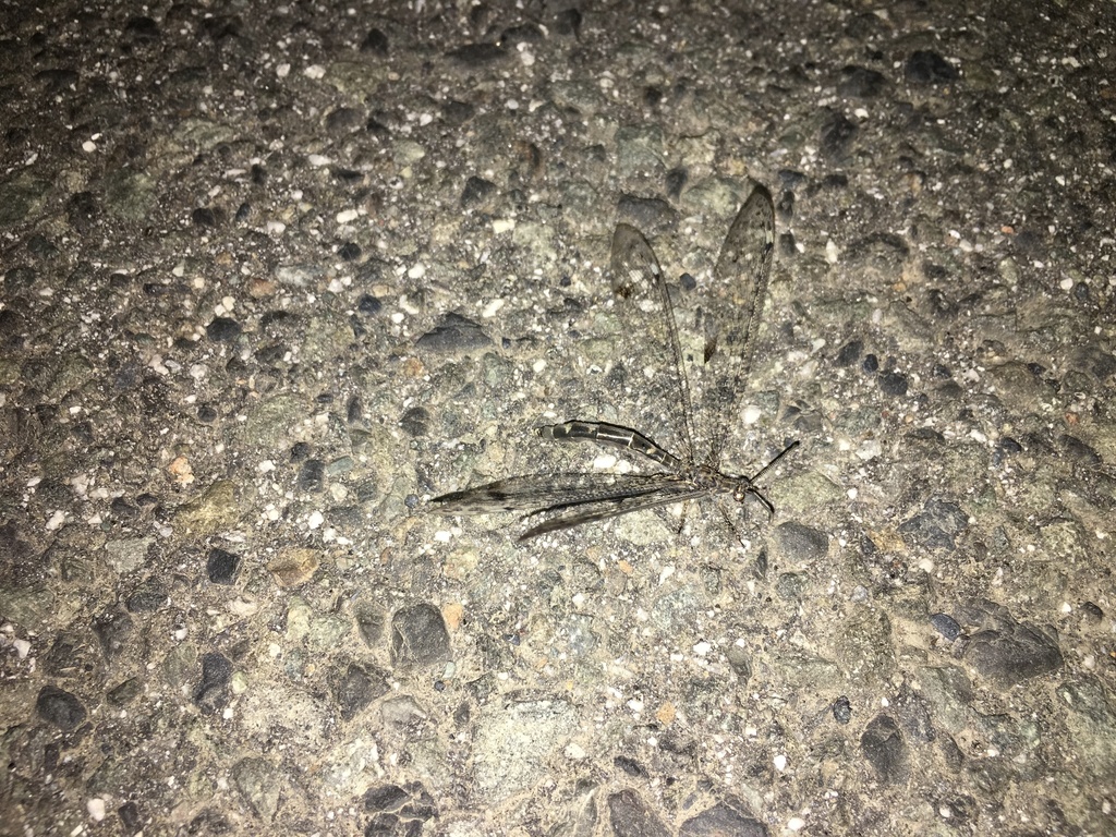 Distoleon nigricans