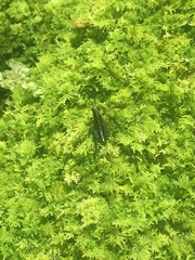 Conocephalus melaenus