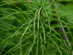 Equisetum pratense image