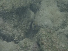 Chrysiptera biocellata