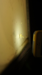 Potamanthus formosus