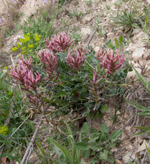 Astragalus incanus