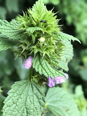 Ballota nigra