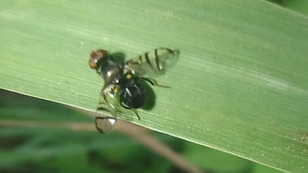 Rivellia frugalis