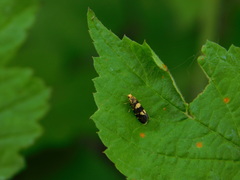Lampronia corticella