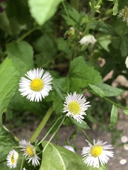 Erigeron annuus