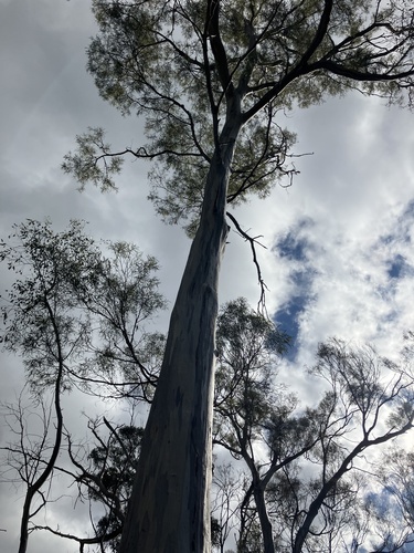 Image of White Peppermint (Eucalyptus pulchella) by (c) ttsquid, some rights reserved (CC BY)