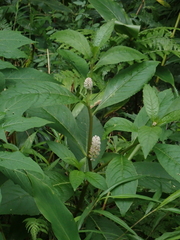 Phytolacca japonica