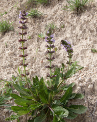 Salvia verbenaca