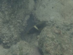 Chrysiptera biocellata