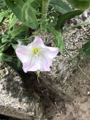 Convolvulus arvensis