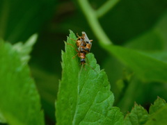 Cantharis lateralis