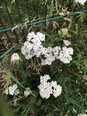 Achillea millefolium