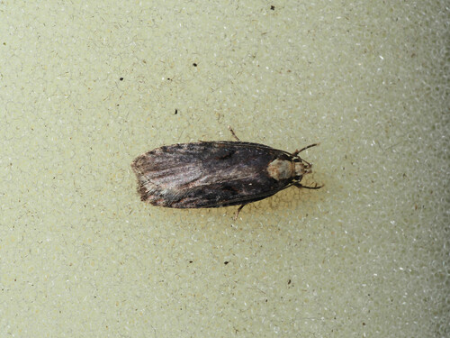Large Purple Flat-body