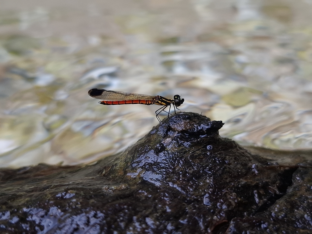 Libellago aurantiaca (Libellago aurantiaca)