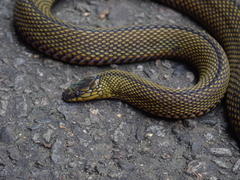 Achalinus formosanus formosanus