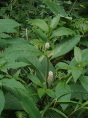 Phytolacca japonica