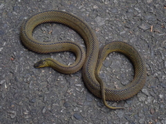 Achalinus formosanus formosanus