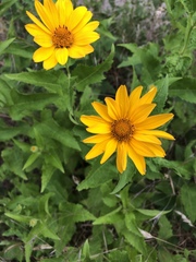 Heliopsis