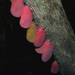 Flatida rosea - Photo (c) Frank Vassen, algunos derechos reservados (CC BY)