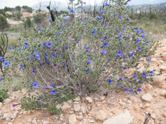 Lithodora fruticosa