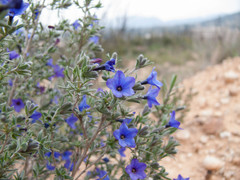 Lithodora fruticosa