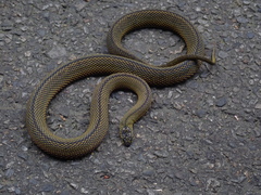 Achalinus formosanus formosanus