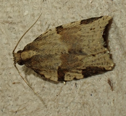 Cyclamen Tortrix, Graafland, Groot-Ammers, South Holland, NL, photo 6 of 10