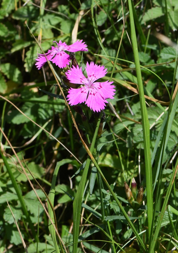 Image of Dianthus seguieri by (c) Matteo Martini, some rights reserved (CC BY)
