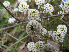 Lobularia maritima