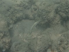 Halichoeres scapularis