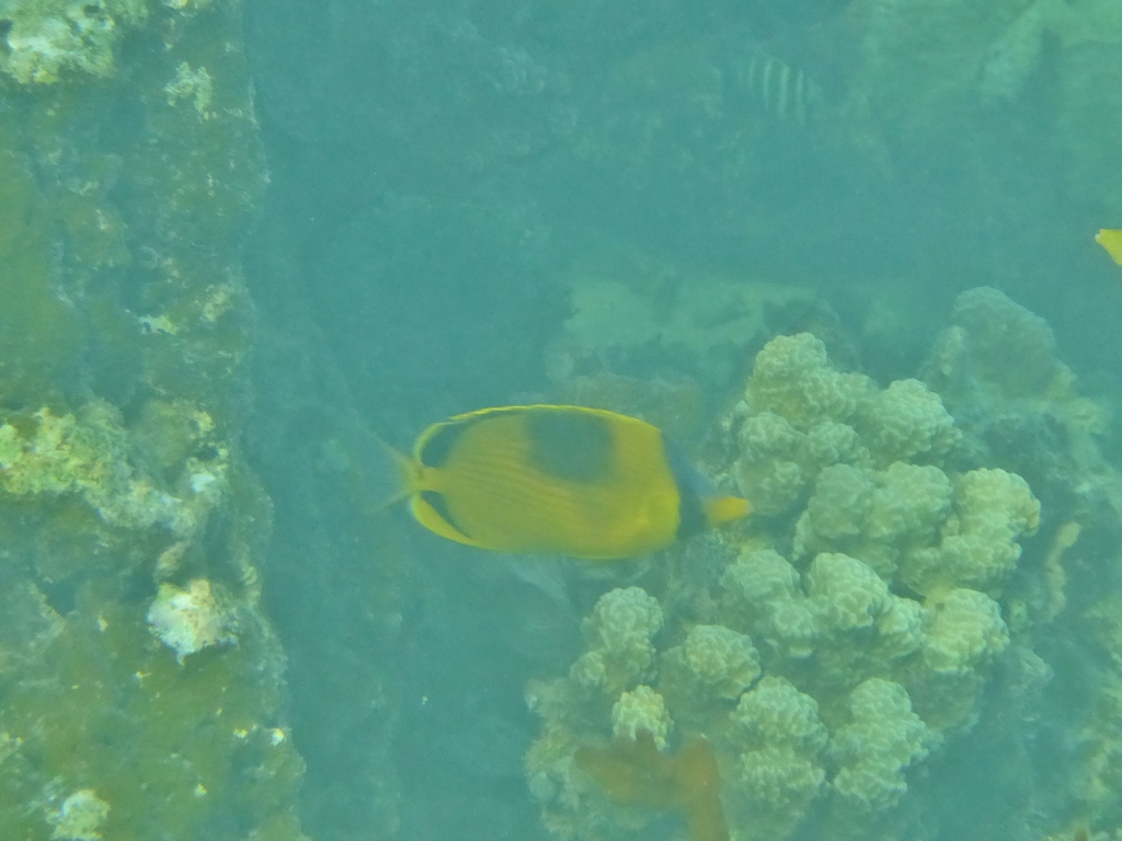 Decorated Butterflyfish