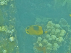 Chaetodon semeion