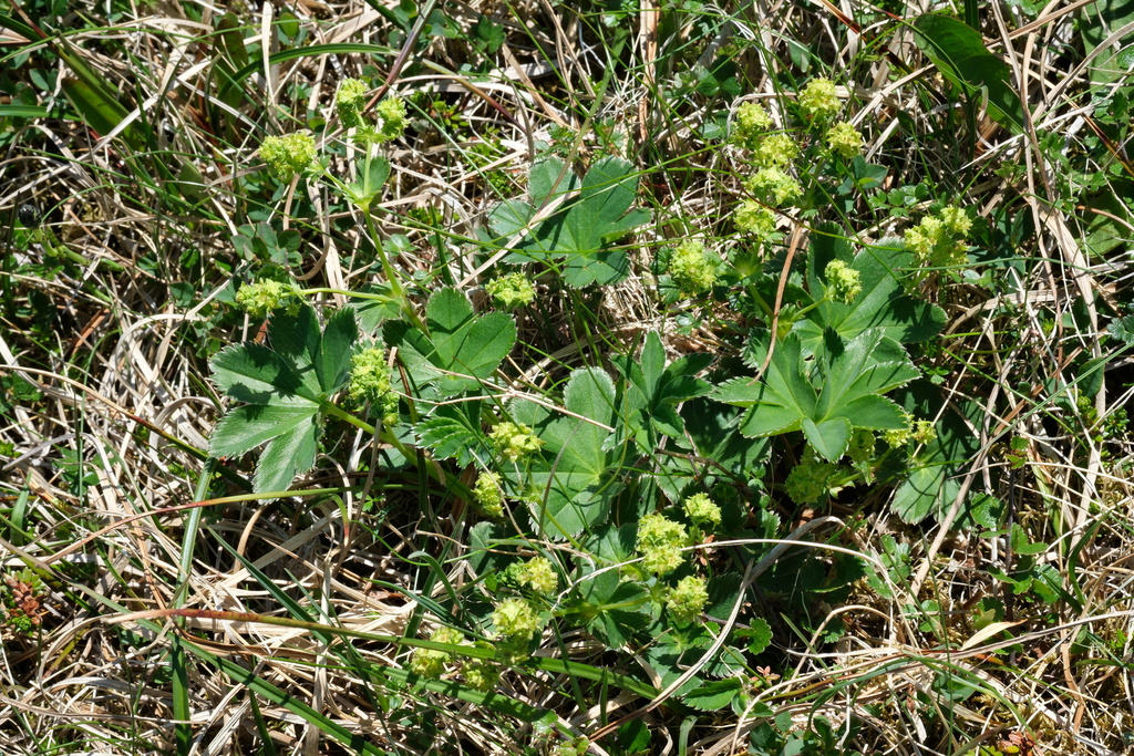 Faeroeic lady's-mantle