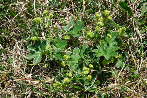 Alchemilla faeroensis, photograph 3