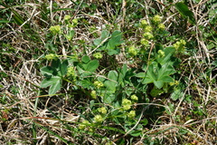 Alchemilla faeroensis, photograph (c) fmunoz, some rights reserved (CC BY)