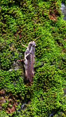 Xenocatantops brachycerus