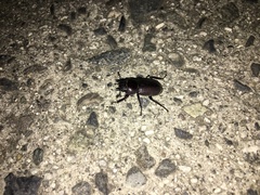 Dorcus rectus rectus