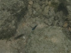 Chrysiptera unimaculata