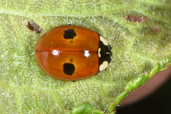 Adalia bipunctata