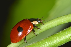 Adalia bipunctata