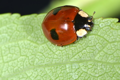 Adalia bipunctata