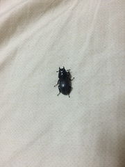 Dorcus striatipennis striatipennis