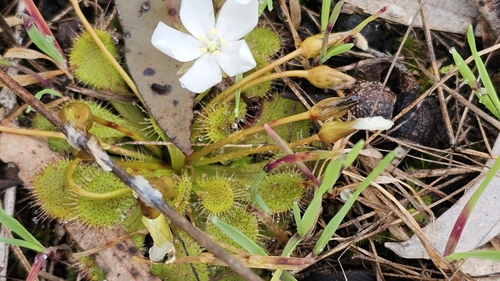 Drosera whittakeri