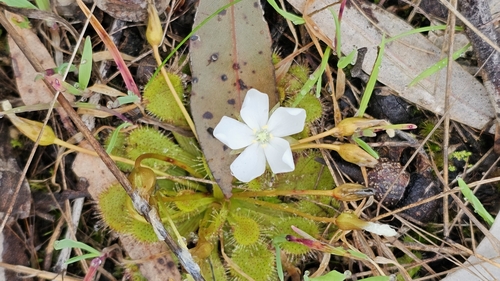 Drosera whittakeri