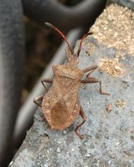 Coreus marginatus